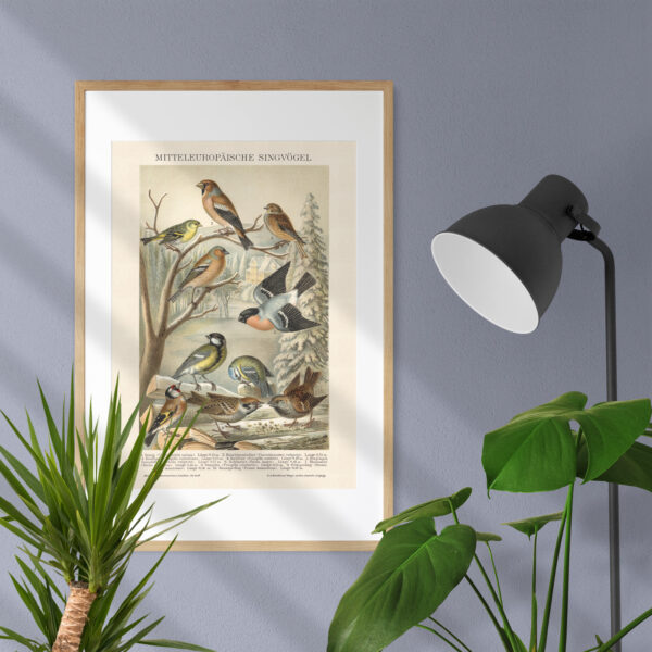 Singvögel - Ptaki śpiewające – plakat vintage we wnętrzu