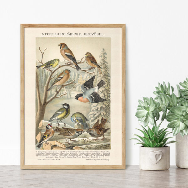 Singvögel - Ptaki śpiewające – plakat vintage we wnętrzu