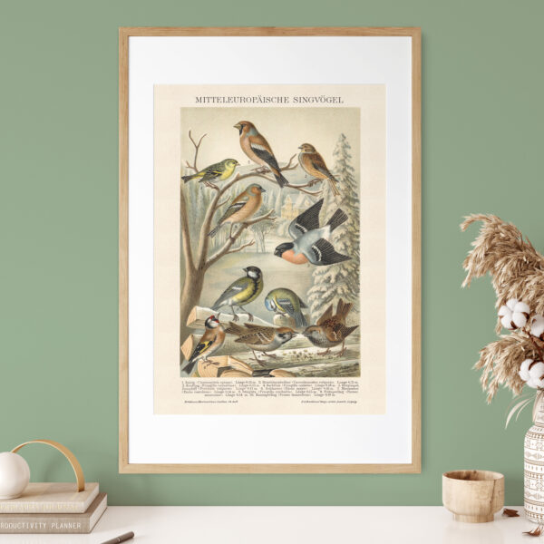 Singvögel - Ptaki śpiewające – plakat vintage we wnętrzu