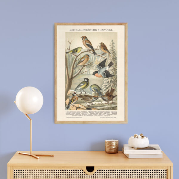 Singvögel - Ptaki śpiewające – plakat vintage we wnętrzu