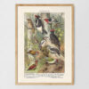 Spechte - Dzięcioły – plakat vintage, reprint dawnej ilustracji