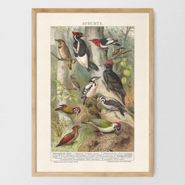Spechte - Dzięcioły – plakat vintage, reprint dawnej ilustracji