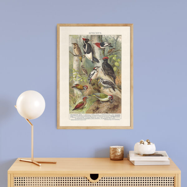 Spechte - Dzięcioły – plakat vintage we wnętrzu