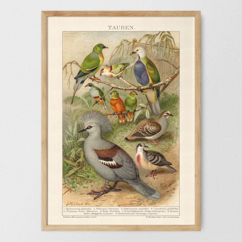 Tauben - Gołębiowate – plakat vintage, reprint dawnej ilustracji