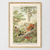 Webervögel - Ptaki wikłacze – plakat vintage, reprint dawnej ilustracji