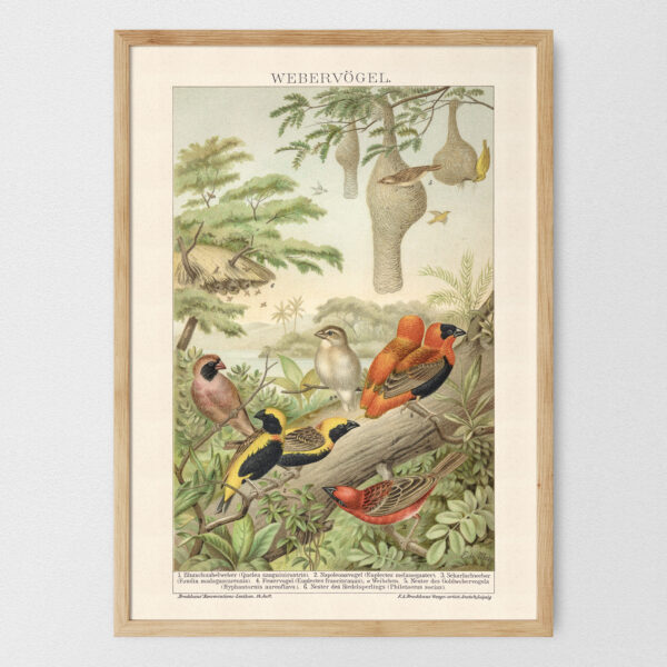 Webervögel - Ptaki wikłacze – plakat vintage, reprint dawnej ilustracji