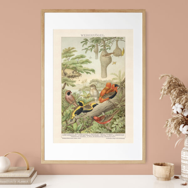 Webervögel - Ptaki wikłacze – plakat vintage we wnętrzu