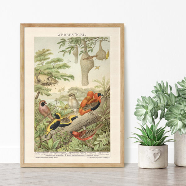 Webervögel - Ptaki wikłacze – plakat vintage we wnętrzu