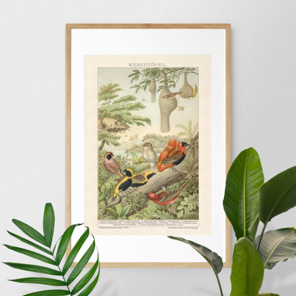Webervögel - Ptaki wikłacze – plakat vintage we wnętrzu