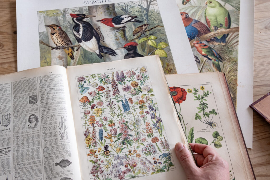 Otwarta dawna encyklopedia z barwną planszą Fleurs, obok plakaty z dzięciołami i papugami