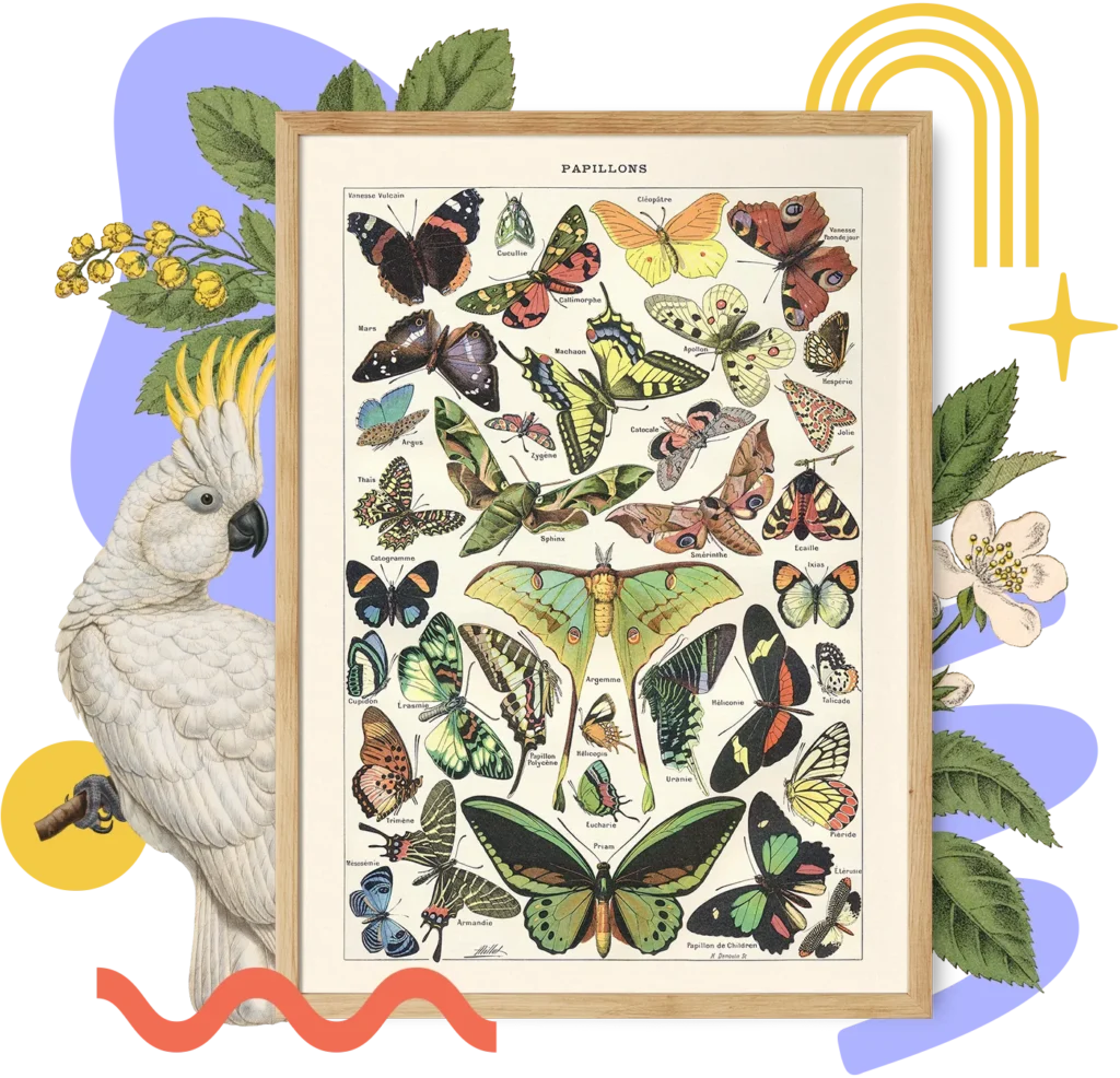Plakat z planszą Papillons (motyle) w drewnianej ramie, wśród ilustracji kakadu, liści i kwiatów