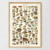 bibliografika-plakat-vintage-grzyby-champignons-01 Champignons - Grzyby – plakat vintage, reprint dawnej ilustracji
