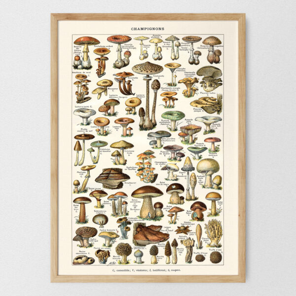 Champignons - Grzyby – plakat vintage, reprint dawnej ilustracji