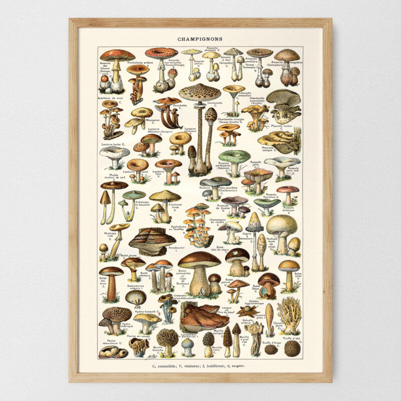 Champignons - Grzyby – plakat vintage, reprint dawnej ilustracji