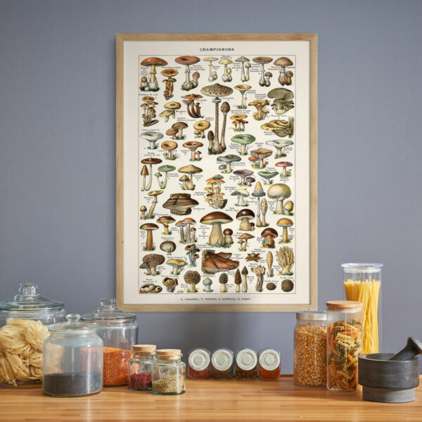 bibliografika-plakat-vintage-grzyby-champignons-02 Champignons - Grzyby – plakat vintage we wnętrzu