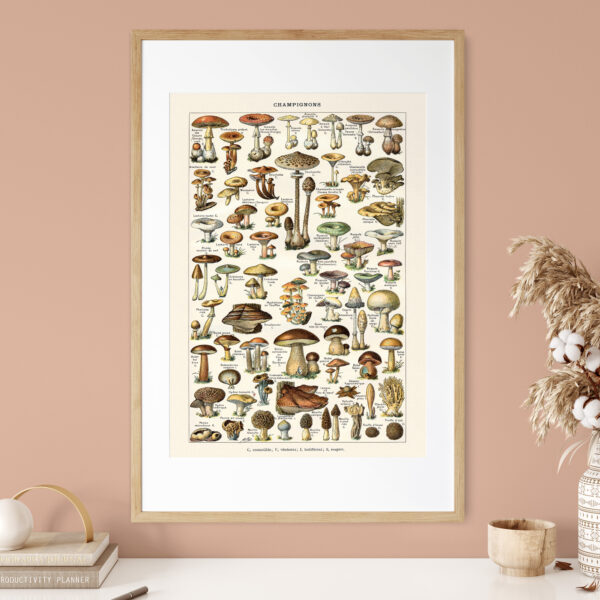 bibliografika-plakat-vintage-grzyby-champignons-03 Champignons - Grzyby – plakat vintage we wnętrzu