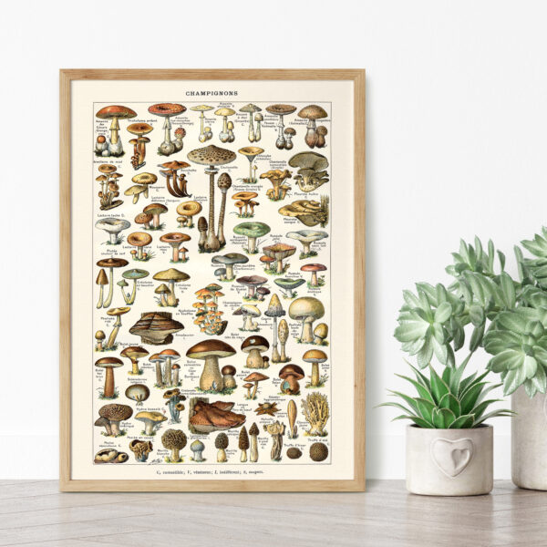 bibliografika-plakat-vintage-grzyby-champignons-04 Champignons - Grzyby – plakat vintage we wnętrzu