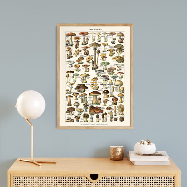 bibliografika-plakat-vintage-grzyby-champignons-05 Champignons - Grzyby – plakat vintage we wnętrzu
