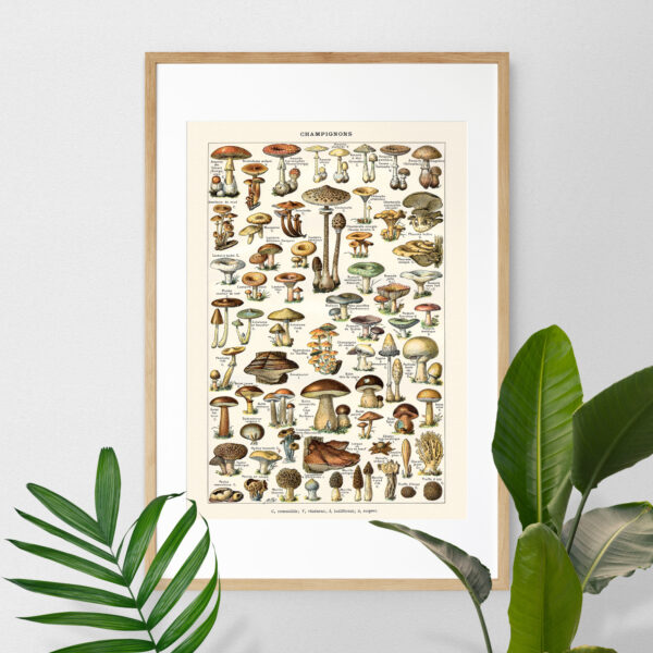 bibliografika-plakat-vintage-grzyby-champignons-06 Champignons - Grzyby – plakat vintage we wnętrzu