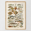 Poissons - Ryby – plakat vintage, reprint dawnej ilustracji