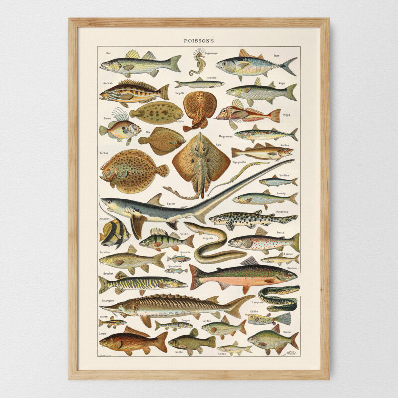 Poissons - Ryby – plakat vintage, reprint dawnej ilustracji