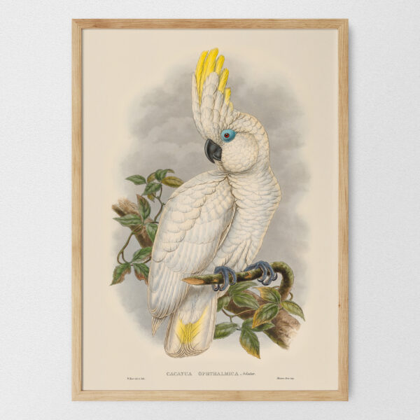 Cacatua ophthalmica - Kakadu niebieskooka – plakat vintage, reprint dawnej ilustracji
